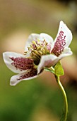 HELLEBORUS HYBRIDUS, HELLEBORE