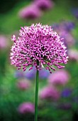 ALLIUM ROSENBACHIANUM, ALLIUM