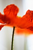 PAPAVER CROCEUM, PAPAVER NUDICALE, POPPY - ICELANDIC POPPY