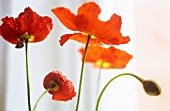 PAPAVER CROCEUM, PAPAVER NUDICALE, POPPY - ICELANDIC POPPY