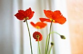 PAPAVER CROCEUM, PAPAVER NUDICALE, POPPY - ICELANDIC POPPY