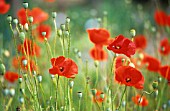 PAPAVER RHOEAS, POPPY