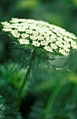 AMMI MAJUS, BISHOP’S WEED