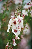 VERBASCUM SOUTHERN CHARM, VERBASCUM, MULLEIN