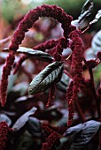 AMARANTHUS CAUDATUS, LOVE-LIES-BLEEDING