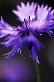 CENTAUREA CYANUS, CORNFLOWER