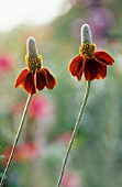 RATIBIDA ‘RED MIDGET’, MEXICAN HAT