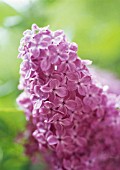 SYRINGA, LILAC