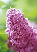 SYRINGA, LILAC