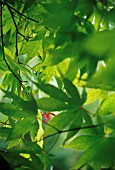 ACER PALMATUM, JAPANESE MAPLE