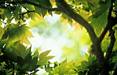 ACER JAPONICUM, JAPANESE MAPLE