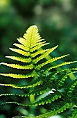 DRYOPTERIS FILIX-MAS, FERN - MALE FERN