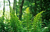 DRYOPTERIS FILIX-MAS, FERN - MALE FERN