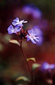 CERATOSTIGMA PLUMBAGANOIDES, PLUMBAGO