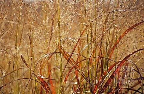 PANICUM_VIRGATUM_REHBRAUN_SWITCH_GRASS