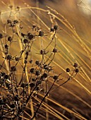 ERYNGIUM TRIPARTITUM, SEA HOLLY