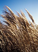 MISCANTHUS, MISCANTHUS, CHINESE SILVER GRASS