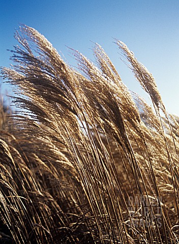 MISCANTHUS_MISCANTHUS_CHINESE_SILVER_GRASS