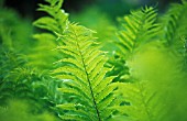 ATHYRIUM - VARIEY NOT IDENTIFIED, FERN - LADY FERN