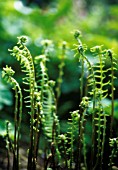 YOUNG FERN FRONDS ALMOST UNFURLED