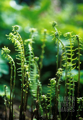 YOUNG_FERN_FRONDS_ALMOST_UNFURLED