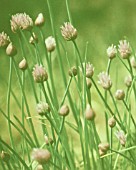 ALLIUM SCHOENOPRASUM, CHIVE