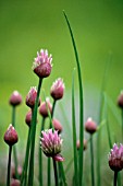 ALLIUM SCHOENOPRASUM, CHIVE