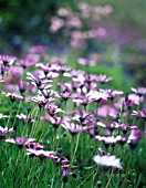 OSTEOSPERMUM, OSTEOSPERMUM