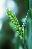 TRITICUM AESTIVUM ‘SQUAREHEADS MONSTER’, WHEAT - BREAD WHEAT