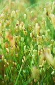 BRIZA MAXIMA, QUAKING GRASS