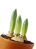 HYACINTHUS, HYACINTH