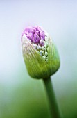 ALLIUM, ALLIUM