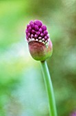 ALLIUM, ALLIUM