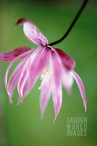 CLEMATIS_ALPINA_WILLY_CLEMATIS