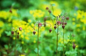GEUM RIVALE, AVENS - WATER AVENS