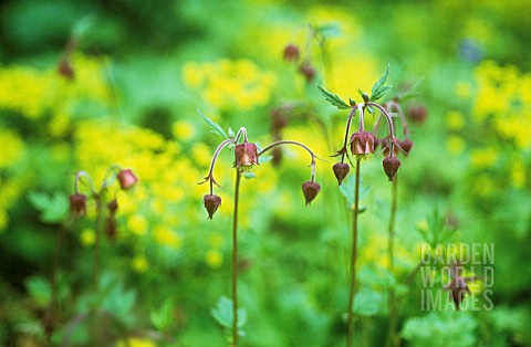 GEUM_RIVALE_AVENS__WATER_AVENS