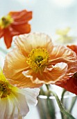 PAPAVER CROCEUM, PAPAVER NUDICALE, POPPY - ICELANDIC POPPY