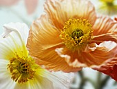 PAPAVER CROCEUM, PAPAVER NUDICALE, POPPY - ICELANDIC POPPY