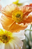 PAPAVER CROCEUM, PAPAVER NUDICALE, POPPY - ICELANDIC POPPY