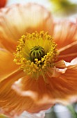 PAPAVER CROCEUM, PAPAVER NUDICALE, POPPY - ICELANDIC POPPY