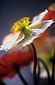 PAPAVER CROCEUM, PAPAVER NUDICALE, POPPY - ICELANDIC POPPY