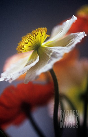 PAPAVER_CROCEUM_PAPAVER_NUDICALE_POPPY__ICELANDIC_POPPY