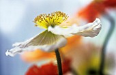 PAPAVER CROCEUM, PAPAVER NUDICALE, POPPY - ICELANDIC POPPY