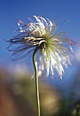 PULSATILLA VULGARIS, PASQUE FLOWER