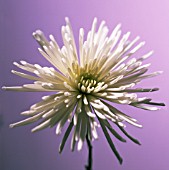 CHRYSANTHEMUM, CHRYSANTHEMUM