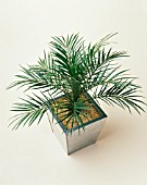 PHOENIX, PALM - DATE PALM