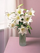 LILIUM LONGIFLORUM, LILY - EASTER LILY