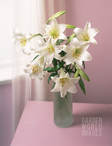 LILIUM_LONGIFLORUM_LILY__EASTER_LILY