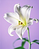 LILIUM LONGIFLORUM, LILY - EASTER LILY