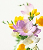 FREESIA, FREESIA